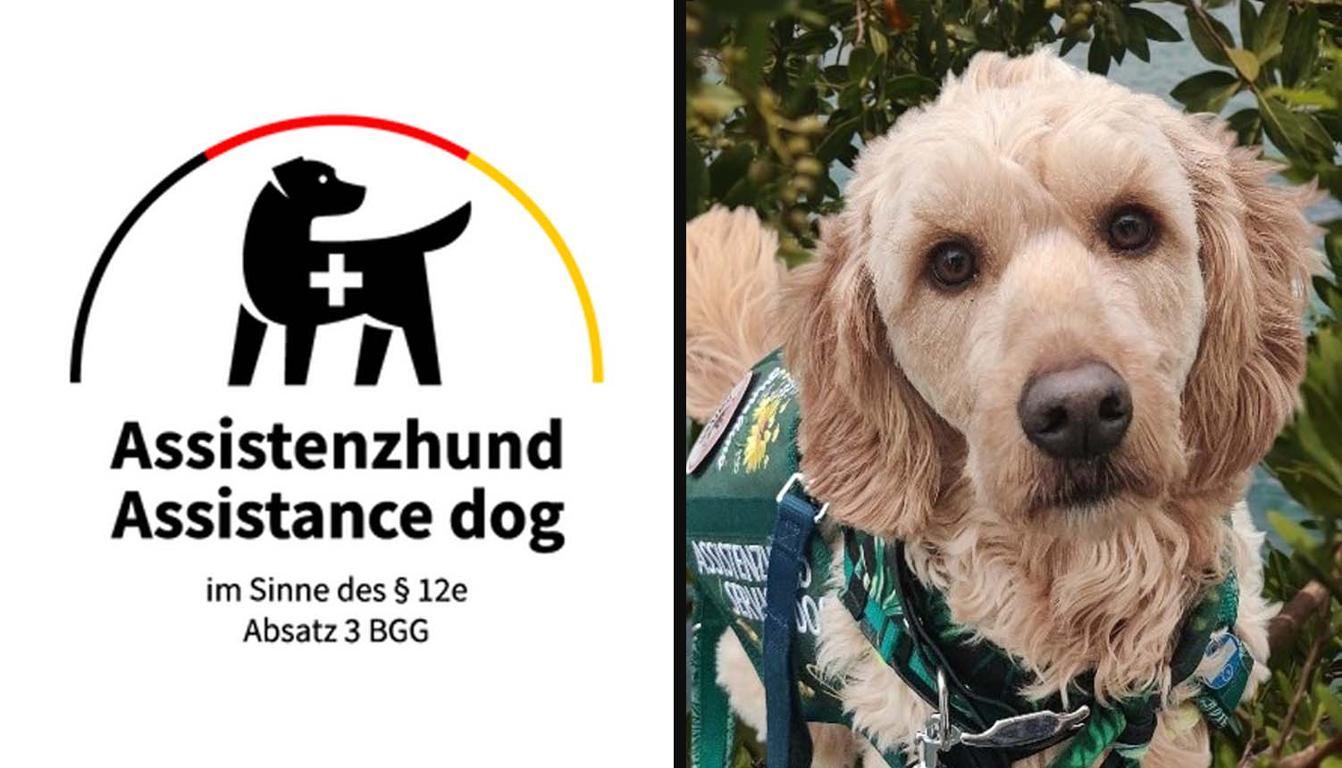 Assistenzhündin Mina sitzt aufmerksam und blickt freundlich.