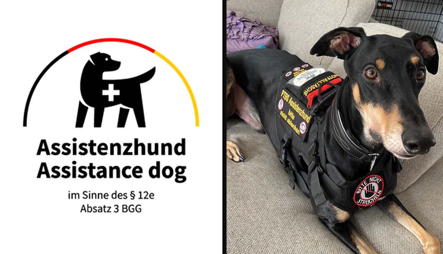 Assistenzhund Remo sitzt ruhig und aufmerksam und blickt seinem Menschen zu.