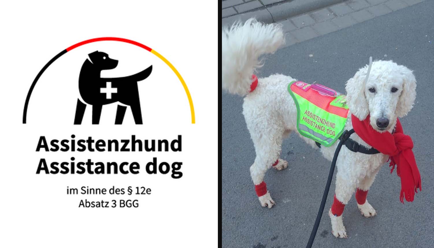 Assistenzhündin Siena steht aufmerksam und wirkt stilvoll und präsent.