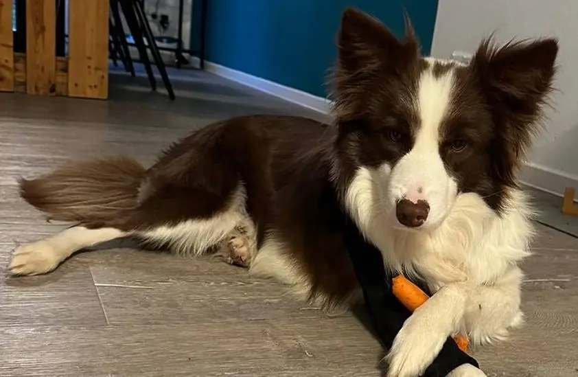 Seelenhund Diego mit Möhre.