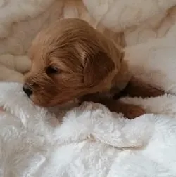 Eddi mit 3 Wochen – neugierig und zum Verlieben.