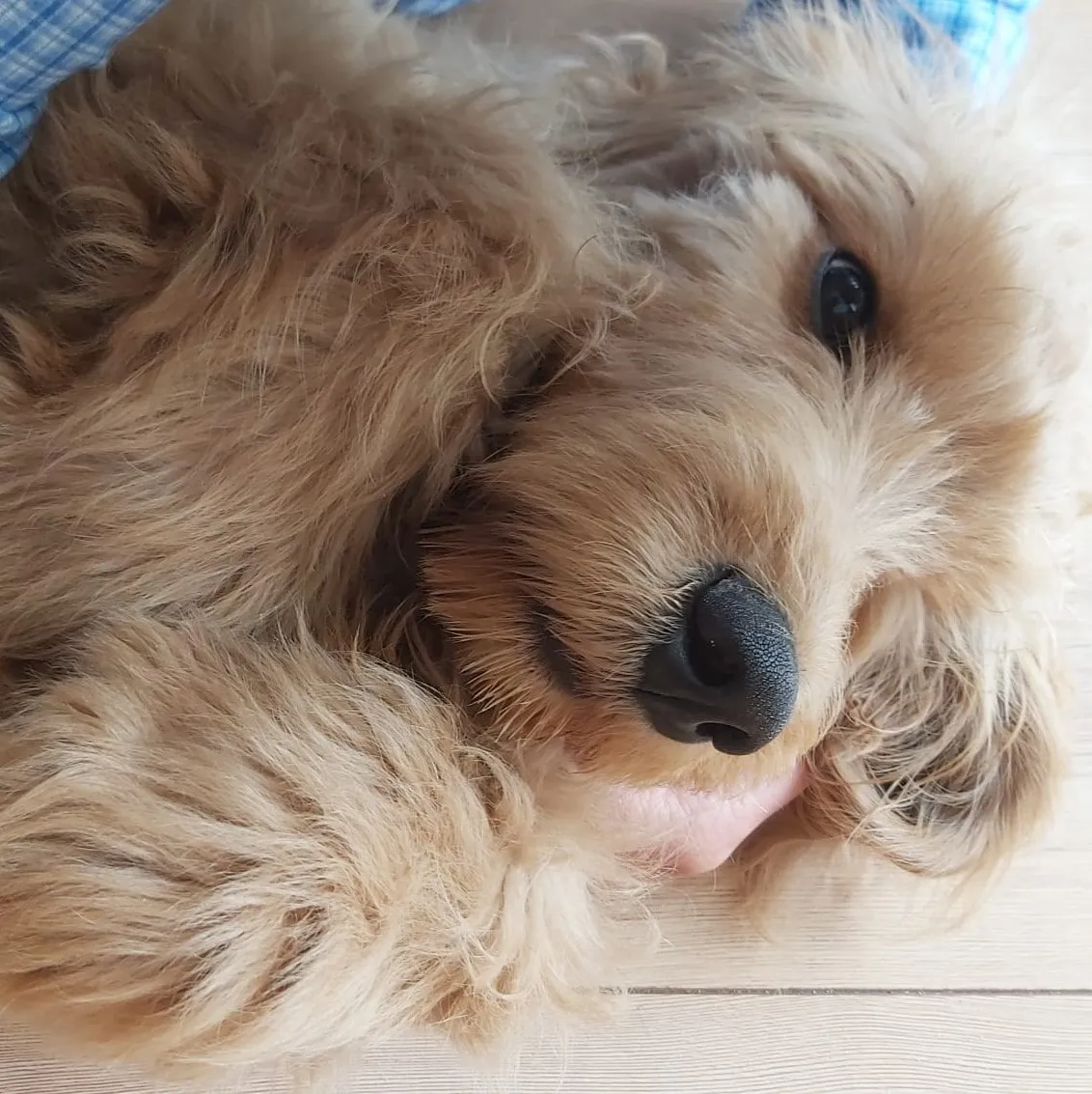 Eddi schaut lieb in die Kamera