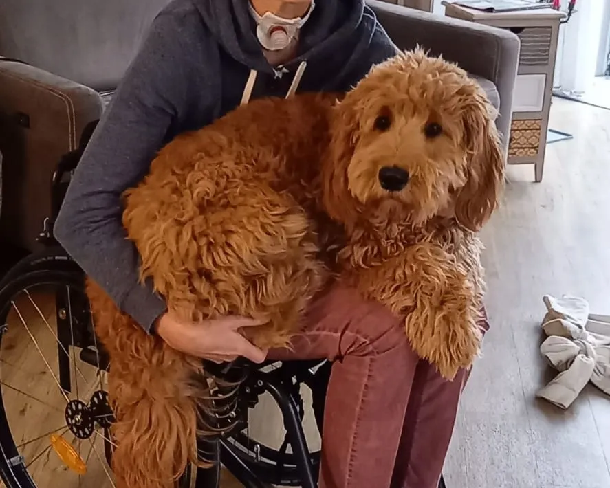 Eddi auf dem Schoß im Rollstuhl