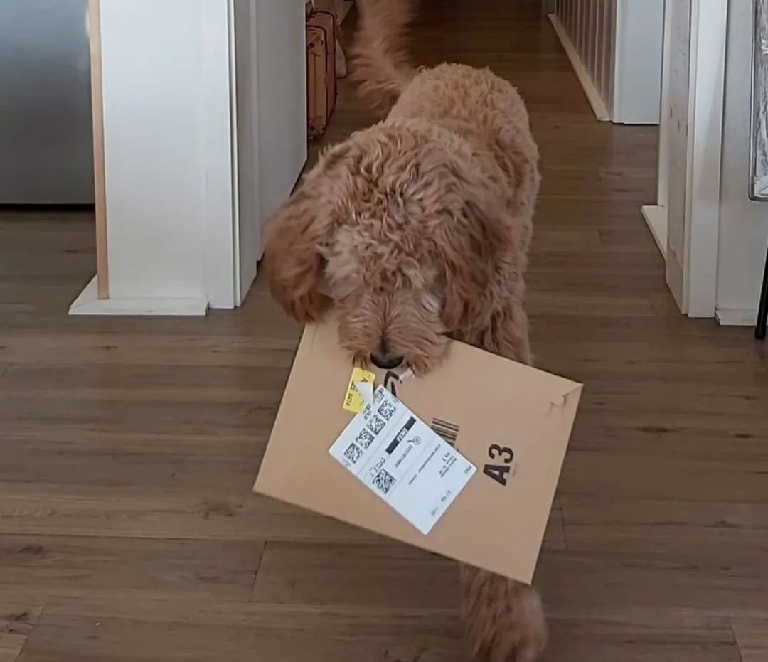 Eddi bringt ein Paket