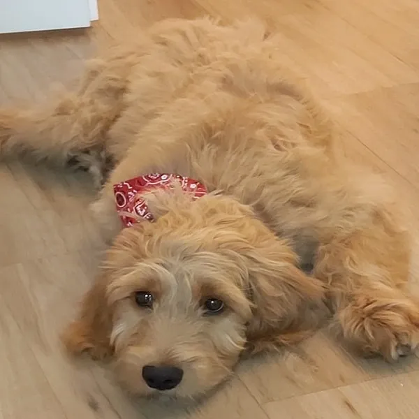 Eddi mit Halstuch auf dem Boden