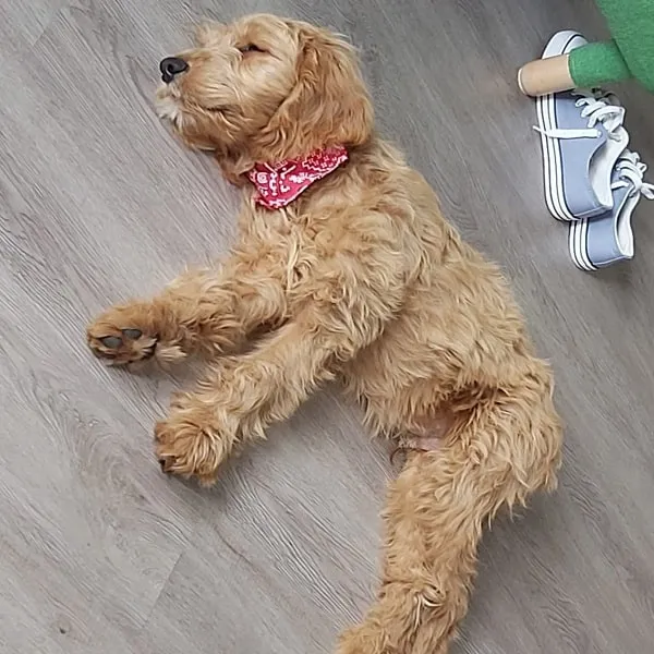 Eddi schläft entspannt