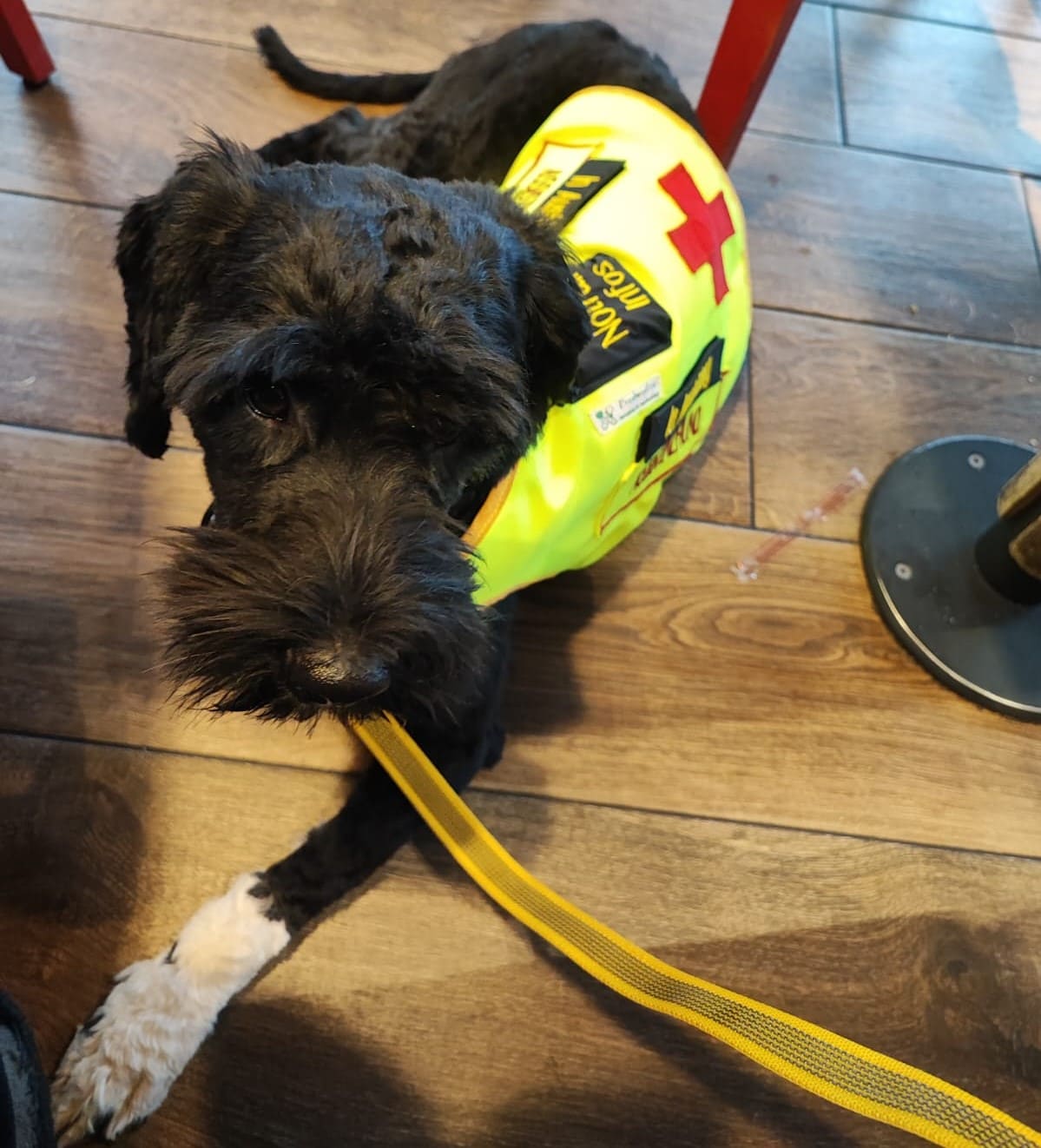 Jona im Einsatz, aufmerksam und konzentriert.