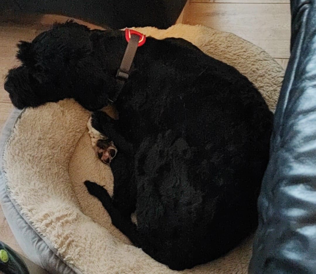 Jona liegt bei Anja zu Hause.