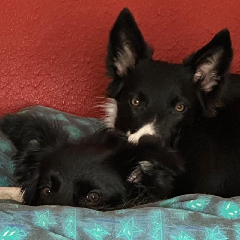 June liegt ruhig und aufmerksam, ein Moment voller Nähe und Vertrauen.