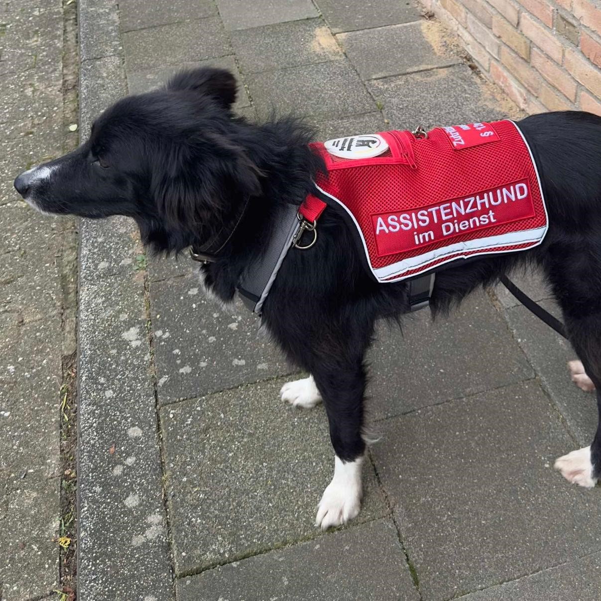 June mit roter Assistenzhund-Kenndecke.