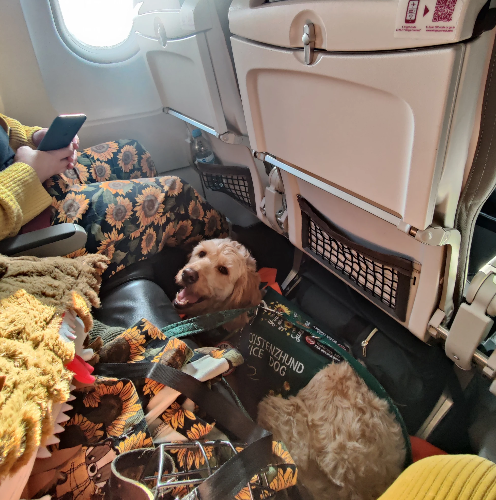 Assistenzhund Mina im Flugzeug bei einem Langstreckenflug