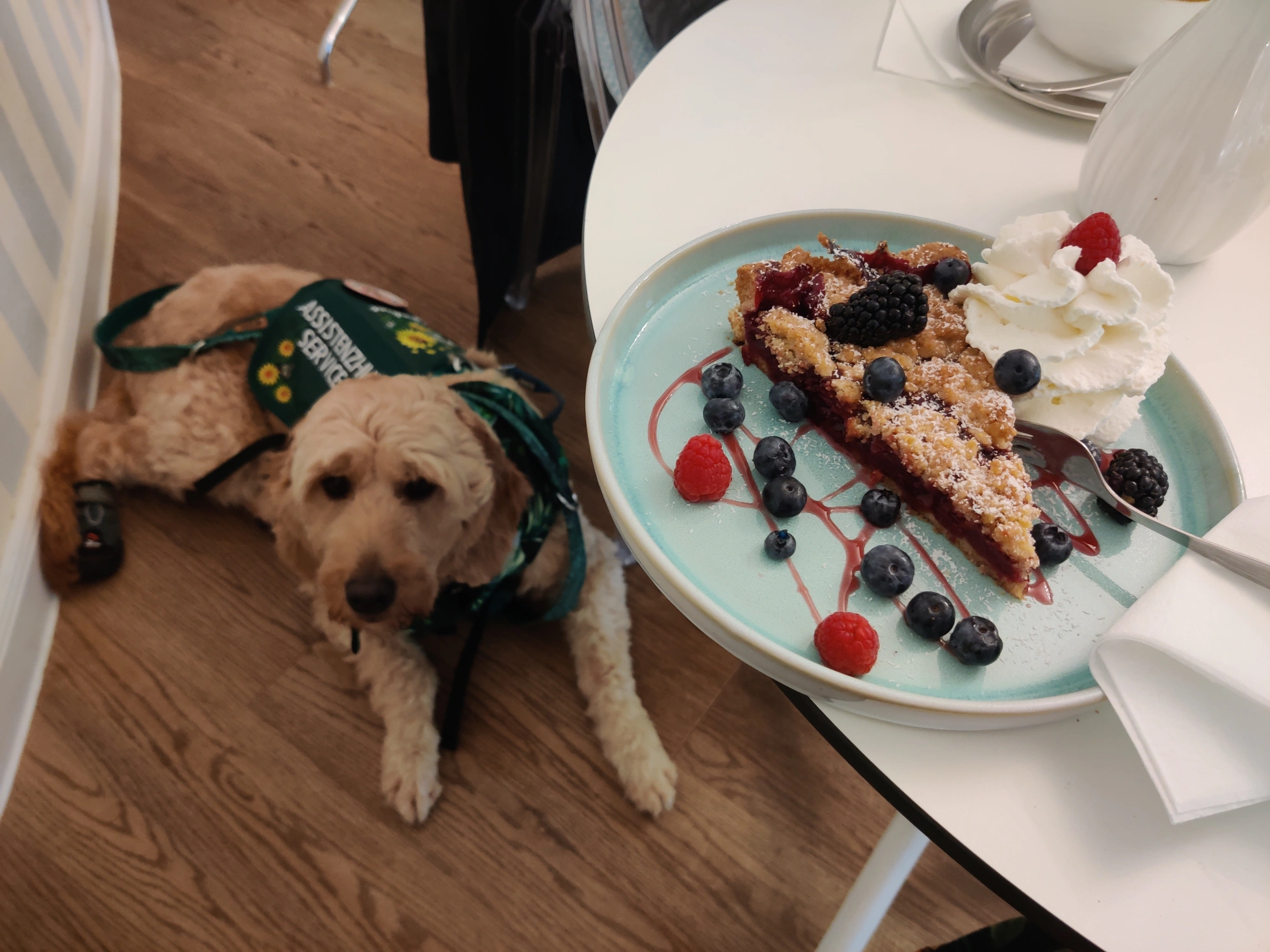 Mina, der Assistenzhund, liegt ruhig im Restaurant unter dem Tisch