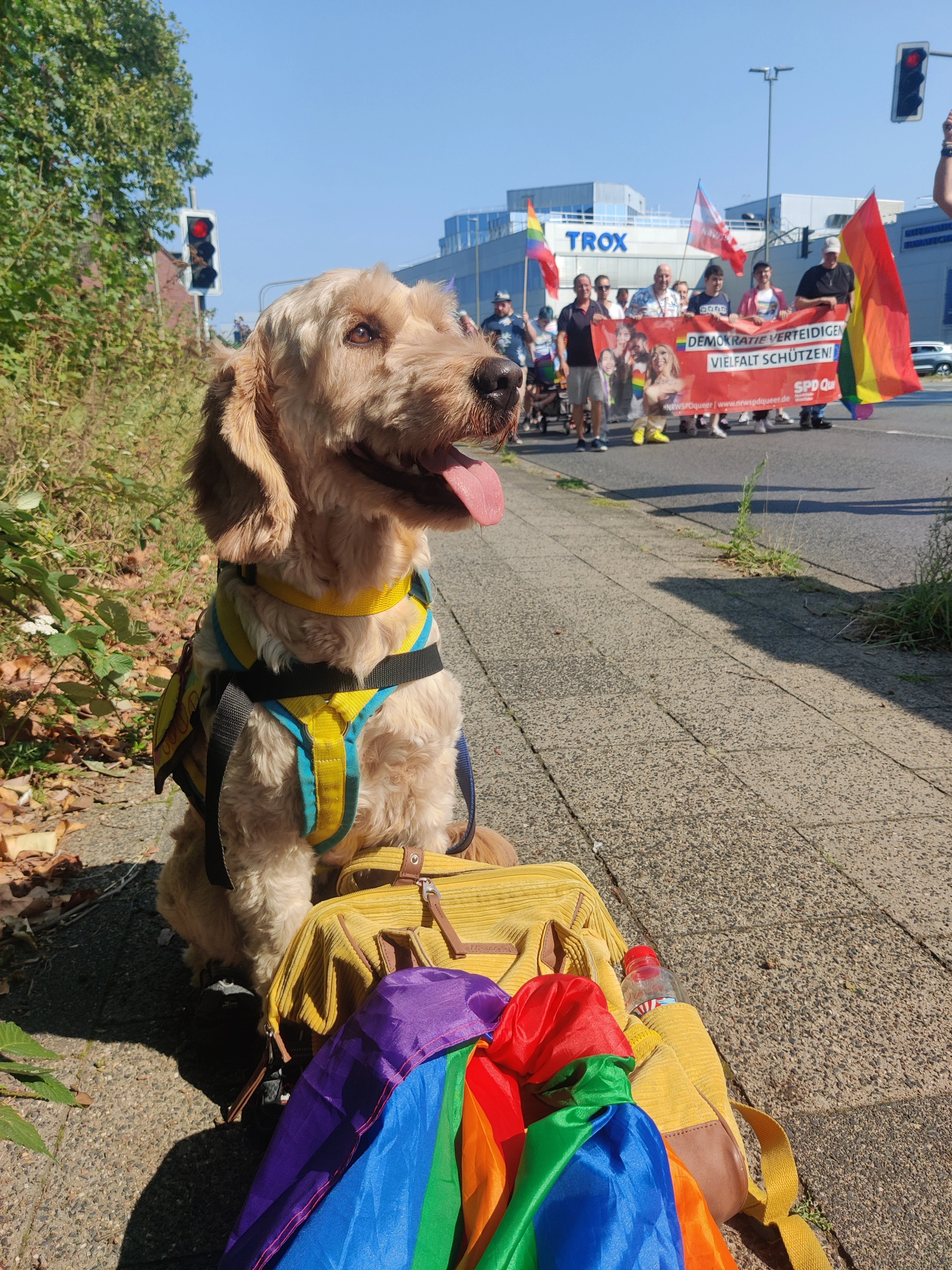 Mina als Assistenzhund auf einer öffentlichen Veranstaltung