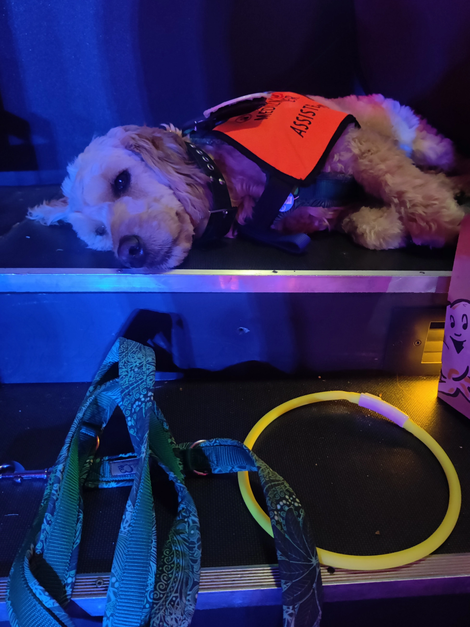 Mina, der Assistenzhund, im Zirkuszelt während einer Aufführung