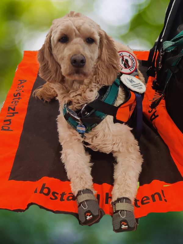 Assistenzhund liegt auf Signaldecke mit Aufschrift Abstand halten