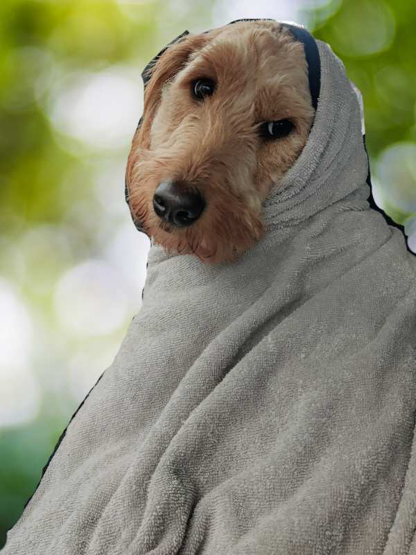 Hund im Bademantel – eingewickelt und trocken