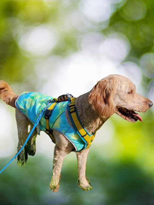 Hund trägt farbenfrohe Kühlweste mit Leine