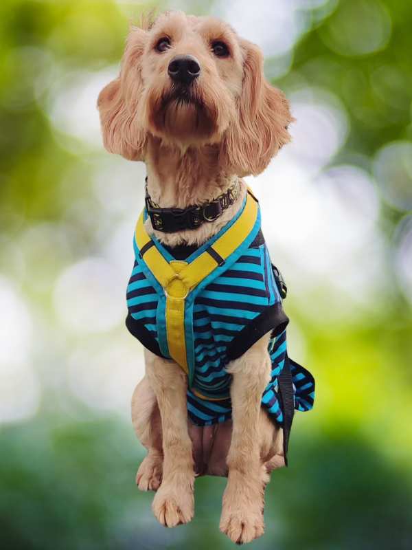OP-Body für Hunde in Blau mit gelben Streifen