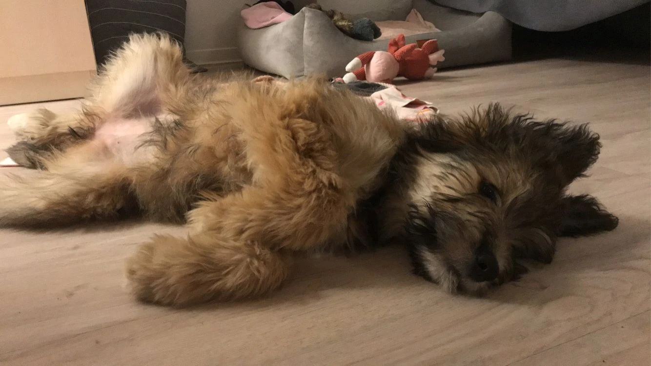 Lina als kleiner Welpe auf einer Decke liegend.