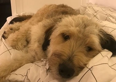 Lina liegt ruhig auf dem Bett.