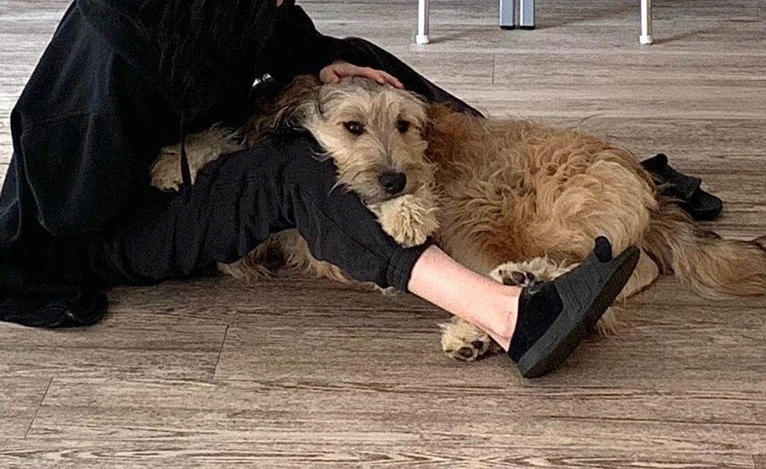 Lina ruht am Bein ihres Menschen.