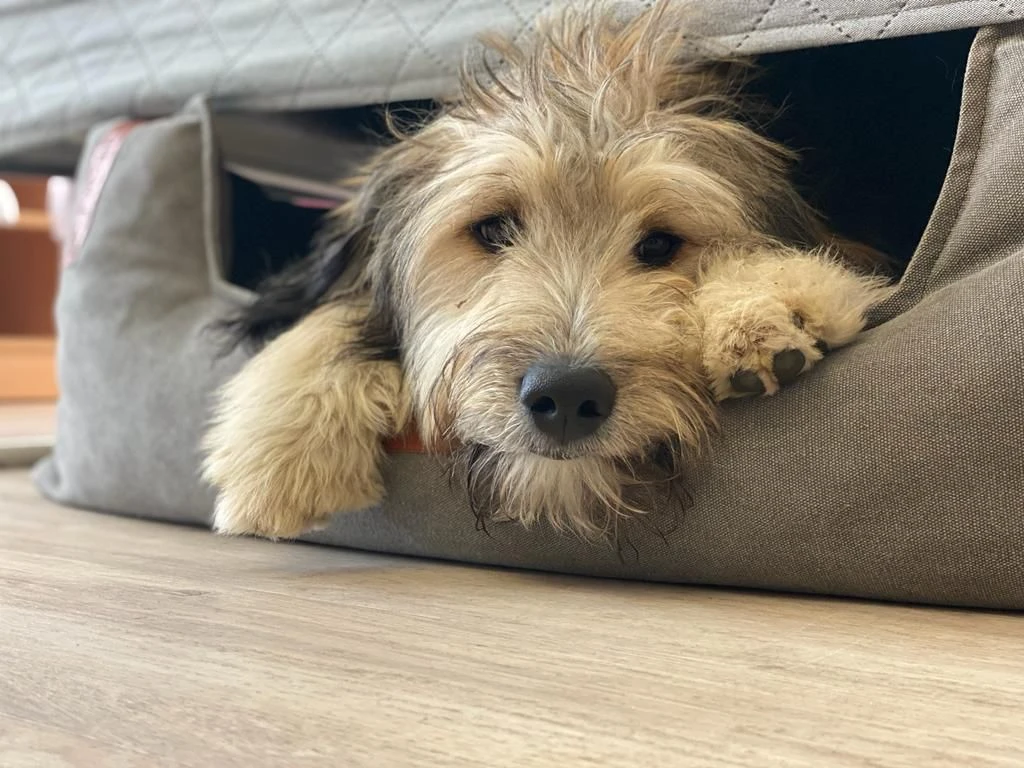 Lina schaut aus ihrem Körbchen.