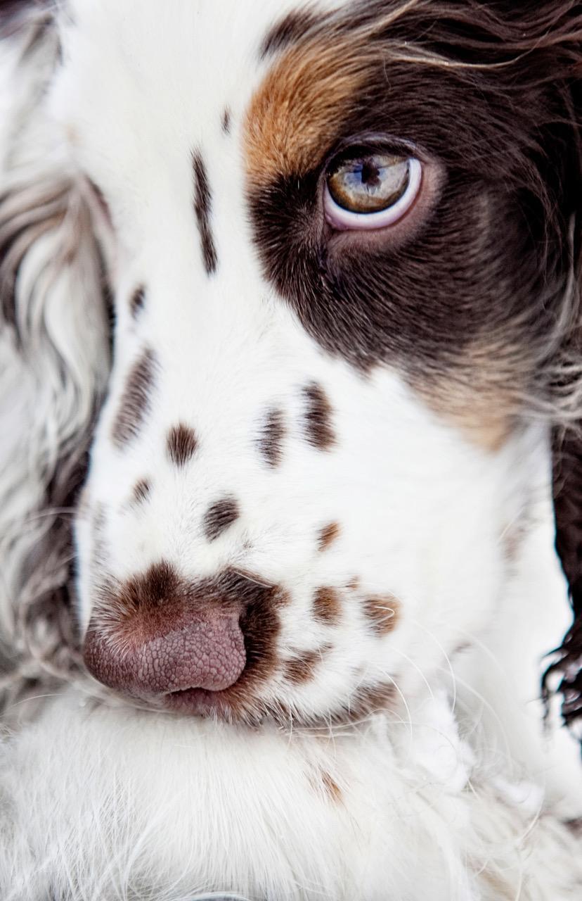 Fietje – mein erster Seelenhund