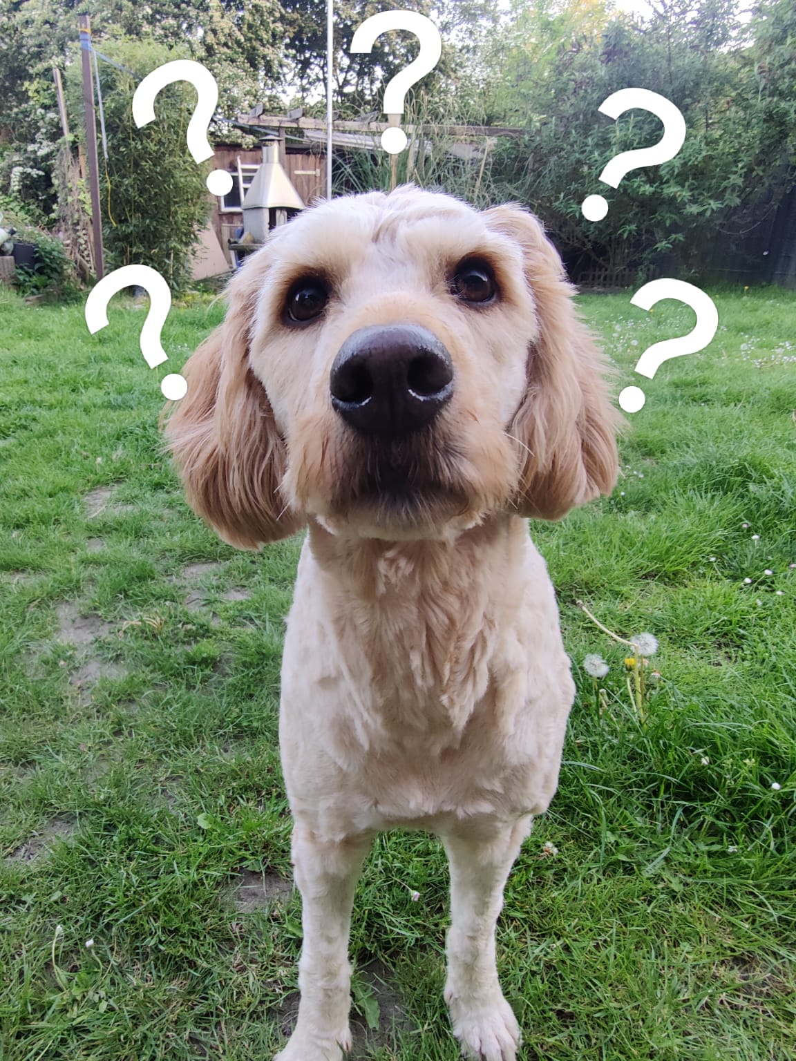 Hund mit Fragezeichen – Mina stellt Fragen zur Ausbildung