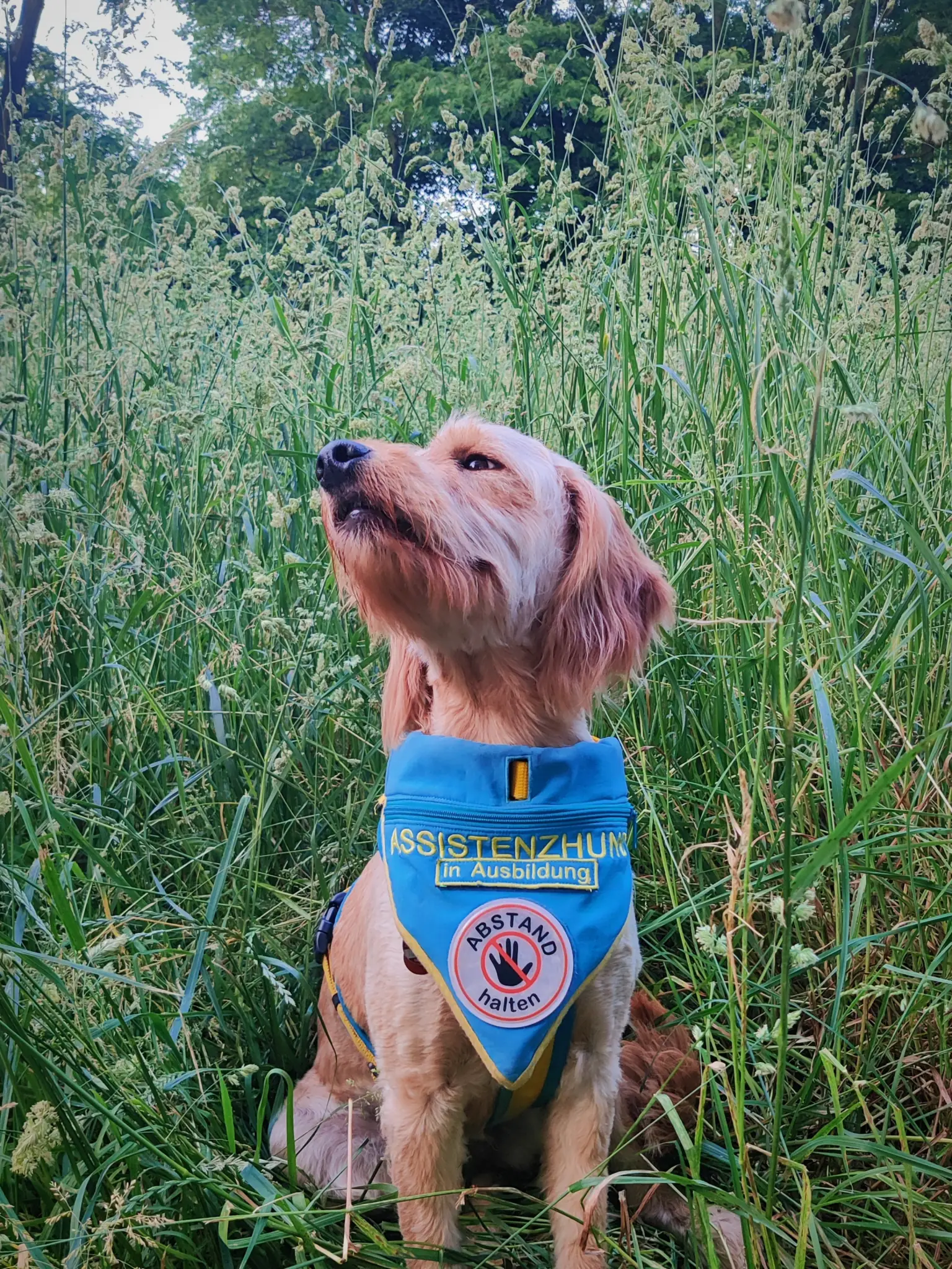 Assistenzhund in Ausbildung mit Halstuch