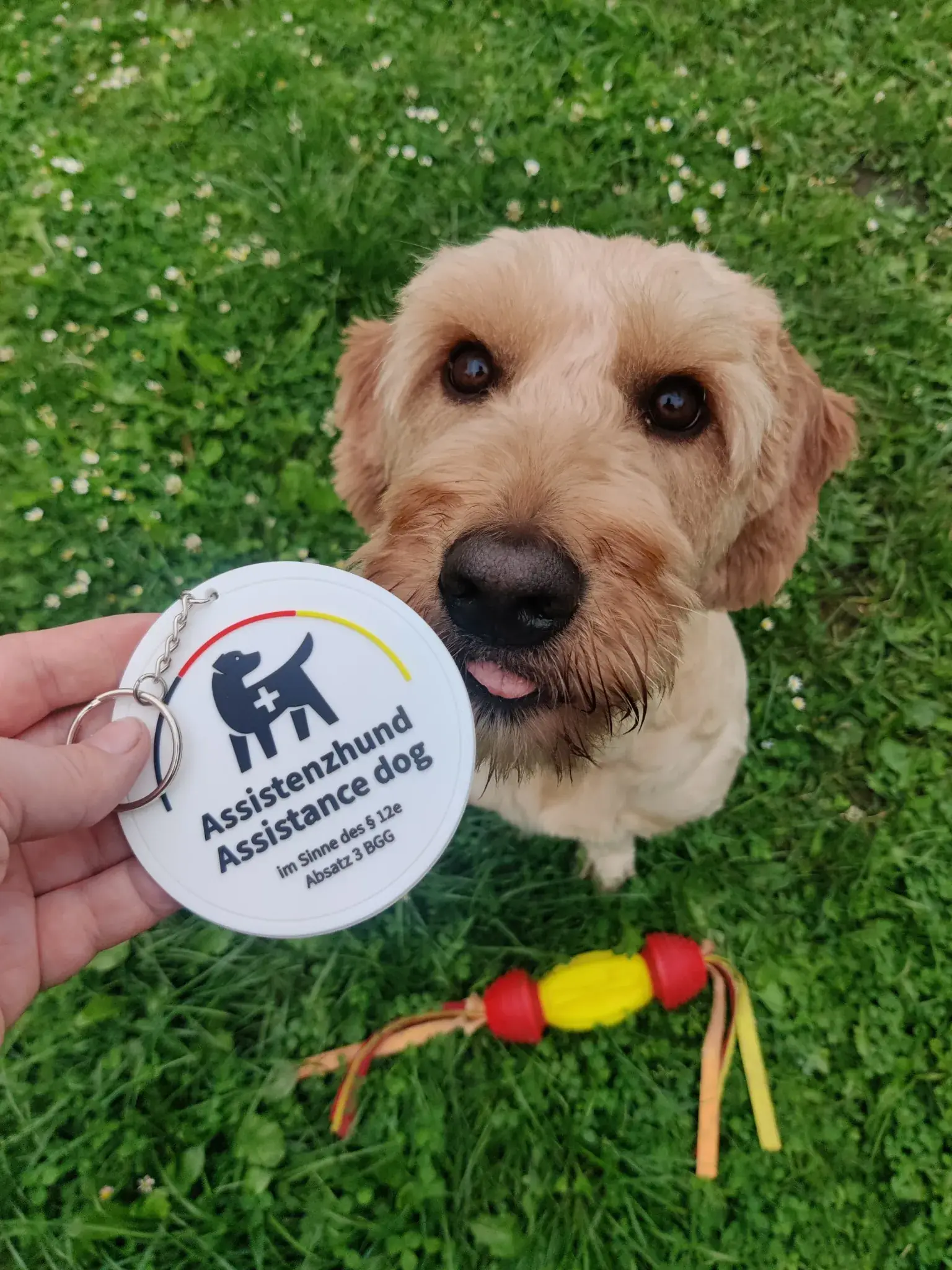 Assistenzhunde Info Mina erklärt mit offizieller Plakette nach § 12e BGG am Geschirr