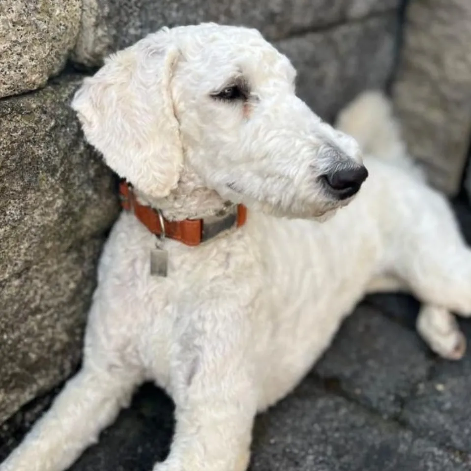 Assistenzhund Siena liegt entspannt an einer Wand.