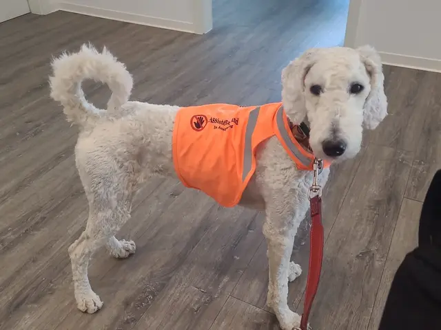 Siena mit Assistenzhund-Weste.