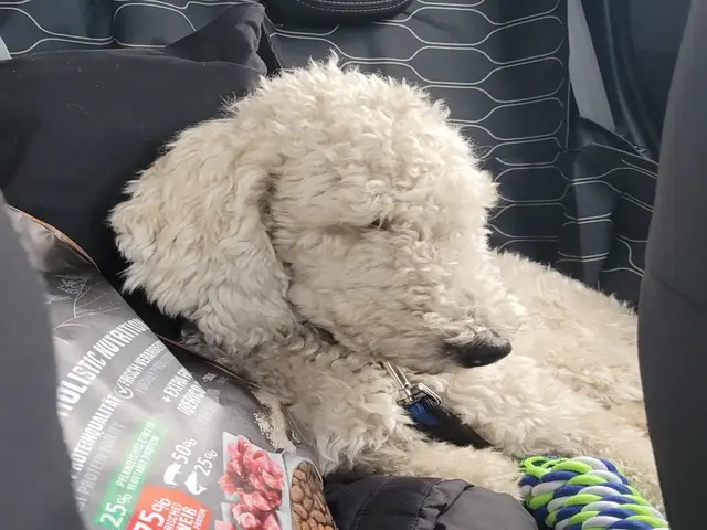 Siena mit Spielzeug im Auto.