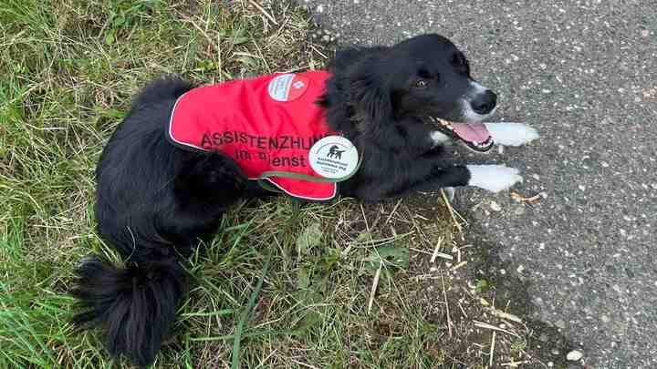 Revisionsklage Assistenzhund