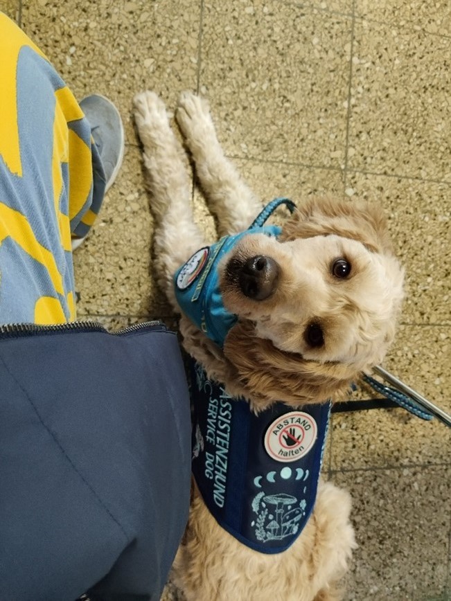 Assistenzhund zeigt Stress an